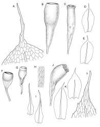 Image: R.C. Wagstaff © Landcare Research 2019 CC BY 3.0 NZ